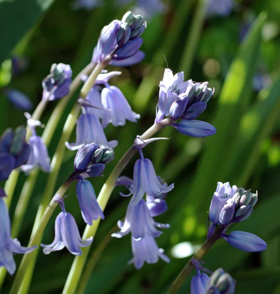 Iris en primavera —  Fotos de Stock