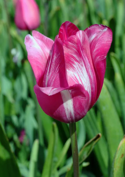 stock image Tulip Garden