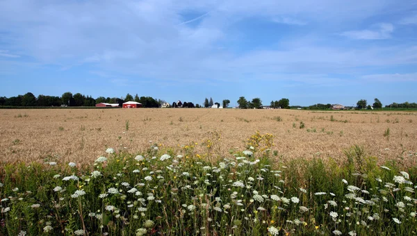 Farmland with bright blue sky — Stock Photo, Image