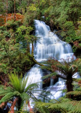 Aslan üçlüsü düşer, otway state park, Avustralya