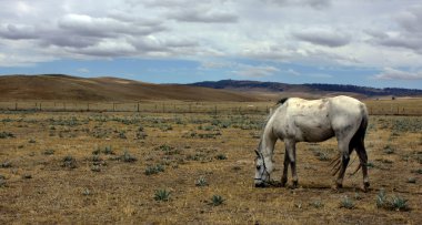 Snowy Mountains with Horse clipart