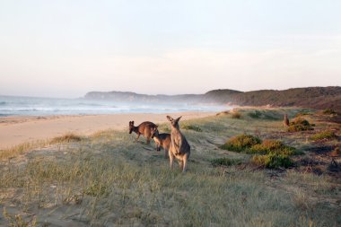 Kangaroos Grazing on Beach clipart