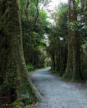 Yeni Zelanda rainforest peyzaj