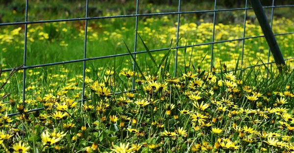 Yellow Daisies against fence — Stock Photo, Image