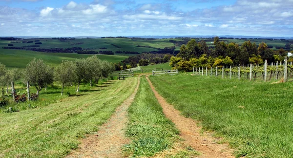 En vingård i victoria, Australien — Stockfoto