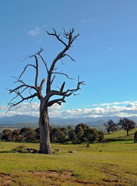 Сельский пейзаж Австралии — стоковое фото
