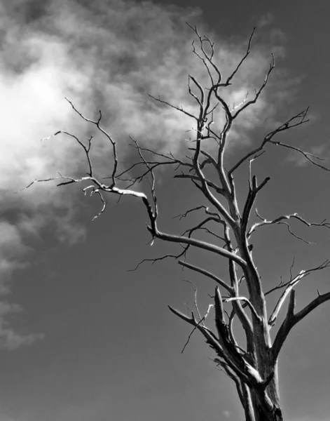 stock image A dead tree