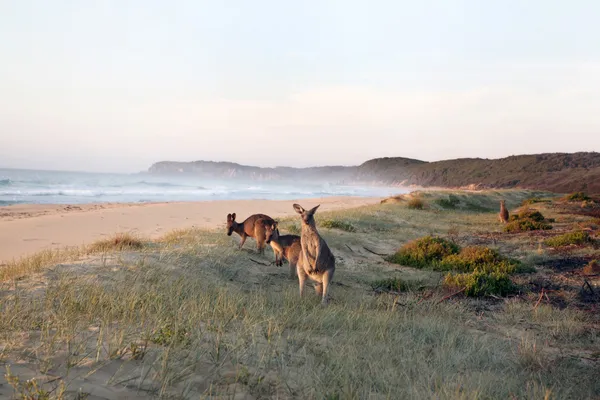 Canguros pastando en la playa — Foto de Stock