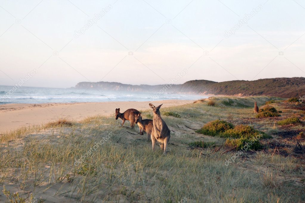 Kangaroos Grazing on Beach