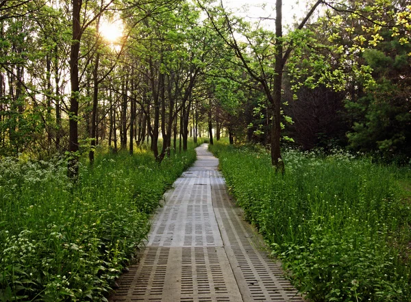 Шлях у ліс Ліцензійні Стокові Фото