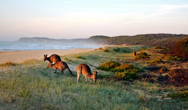 Kängurur som betar på stranden — Stockfoto