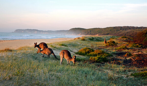 Kangaroos Grazing on the Beach