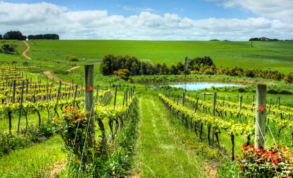 Krásné australské vinice Stock Obrázky