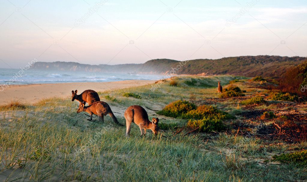 Kangaroos Grazing on the Beach