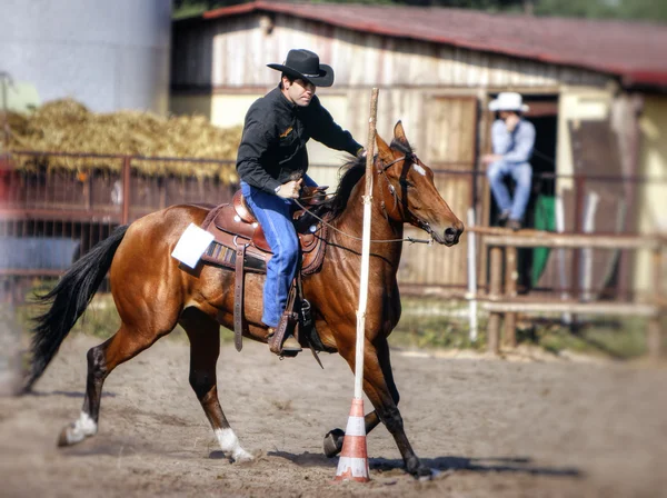 Jeżdżący koń — Zdjęcie stockowe