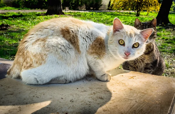 Tommy kedi — Stok fotoğraf