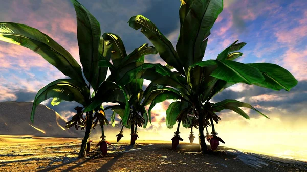 Hawaiian paradis — Stockfoto