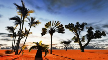 Afrika baobabs