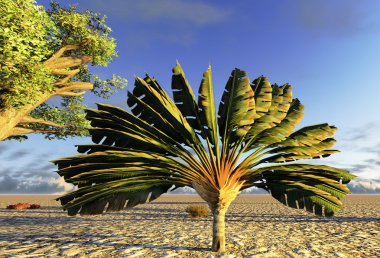 Traveller's tree (ravenala madagascariensis) clipart