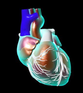 Model of artificial human heart clipart