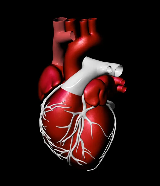 Modello di cuore umano artificiale — Foto Stock