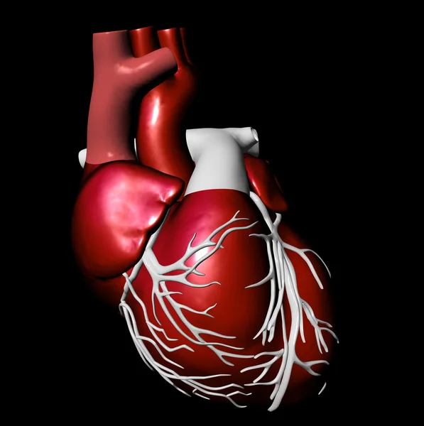 Μοντέλο της τεχνητής ανθρώπινης καρδιάς — Φωτογραφία Αρχείου