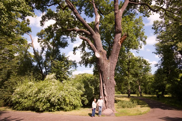 Idős házaspár a tavaszi park séta — Stock Fotó