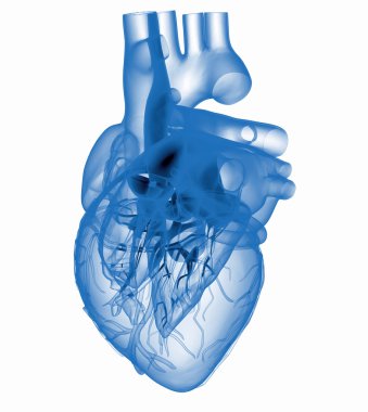 Model of artificial human heart - x-rayed clipart
