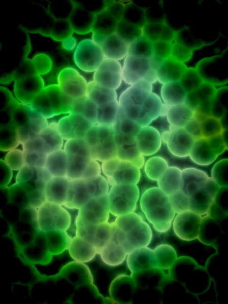 Kolonie gefährlicher Bakterien — Stockfoto