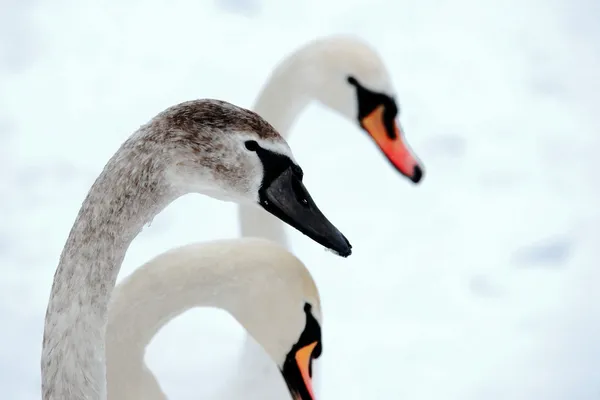 Three graceful swans — Stock Photo, Image