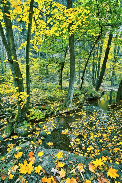 Creek w czas jesieni — Zdjęcie stockowe
