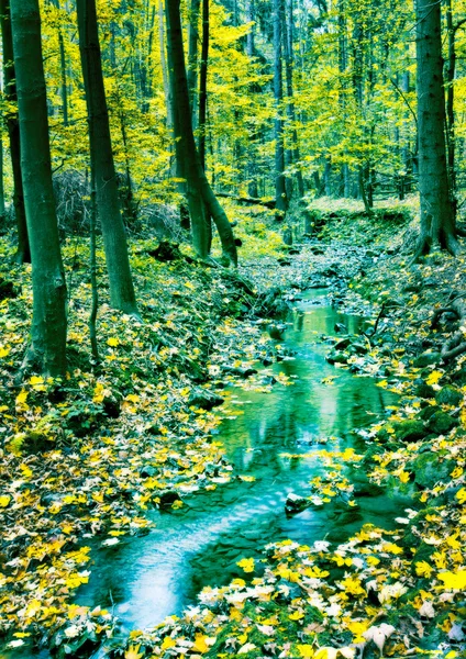 Creek em tempo de outono — Fotografia de Stock