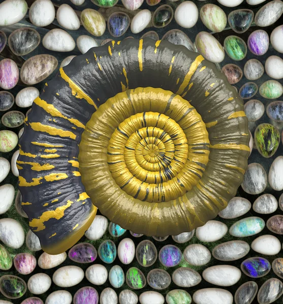 Аммонит на мокрых цветных камнях — стоковое фото