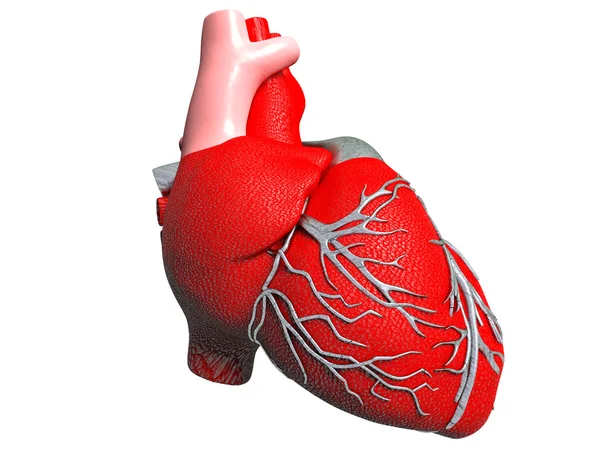Model sztuczne serce człowieka — Zdjęcie stockowe