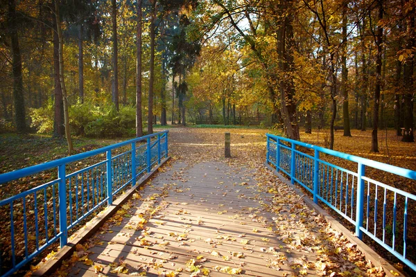 Ponte blu nella foresta — Foto Stock