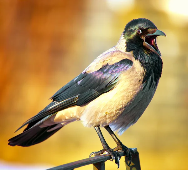 Kruk zakapturzony (Corvus Cornix)) — Zdjęcie stockowe