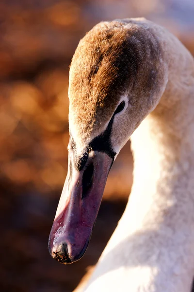 Portrét mladé labutě — Stock fotografie