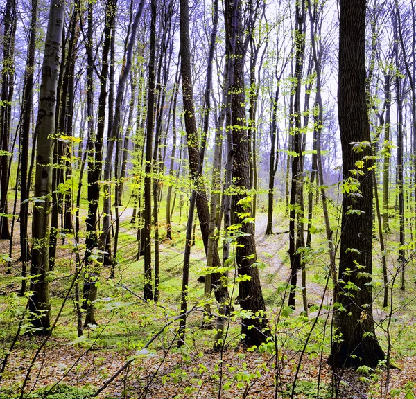 Fiatal erdő — Stock Fotó