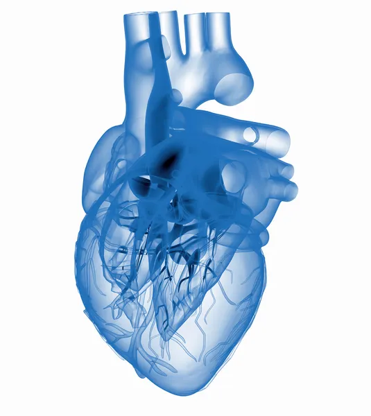 Modelo de corazón humano artificial - radiografiado — Foto de Stock