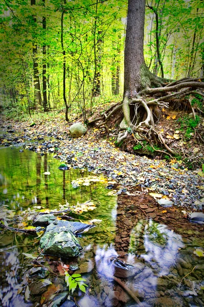 Ruisseau en automne — Photo
