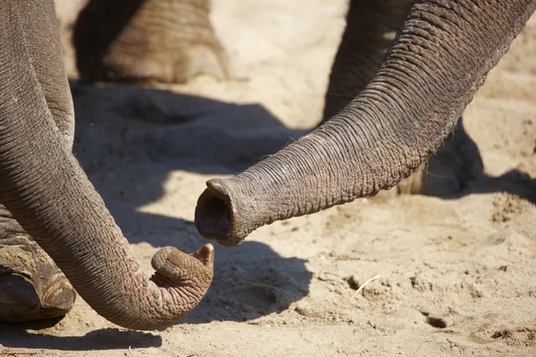 Zwei Elefanten — Stockfoto