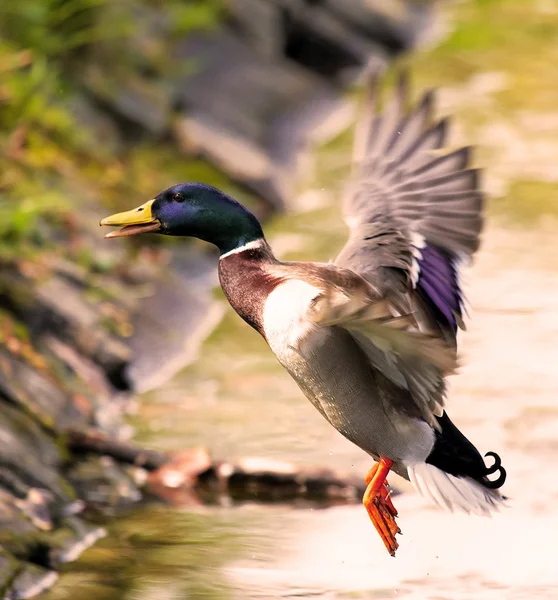 Mallard duck in flight — Stock Photo, Image