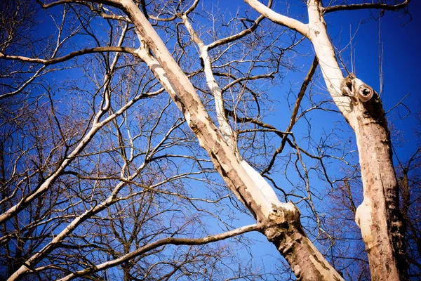 Деревянный навес — стоковое фото