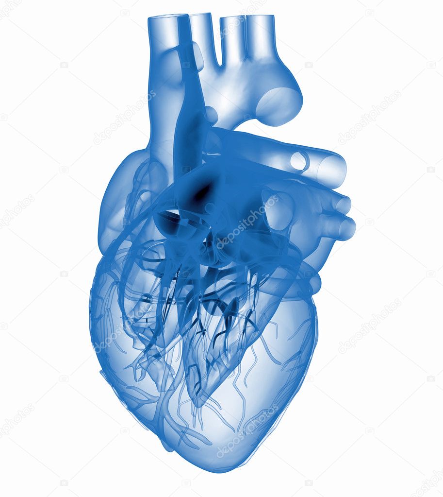 Model of artificial human heart - x-rayed