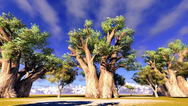 Afryka baobab — Zdjęcie stockowe