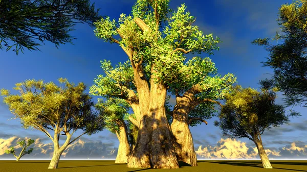 Baobab africano — Foto de Stock