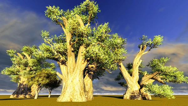 Afrikanische Baobabs — Stockfoto