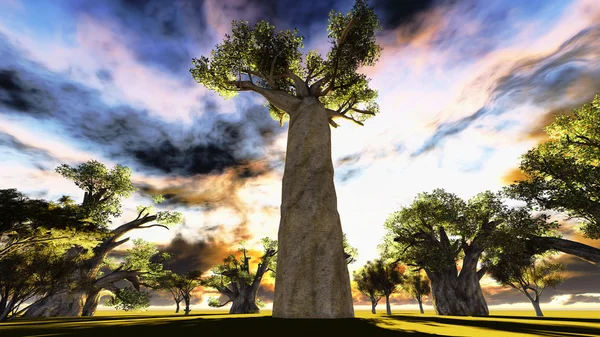 Африканський Baobab — стокове фото