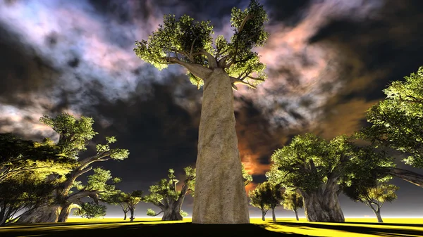 Baobá africano — Fotografia de Stock