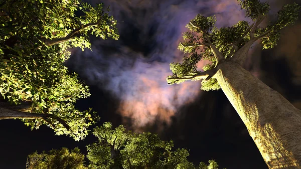 Afrika Baobap — Stok fotoğraf